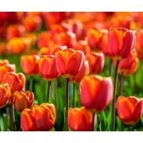 Amber Inferno Tulip Bulbs for Planting - Easy to Grow Perennial Tulips, Top Size Bulbs (10 Bulbs)