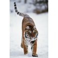 thumbnail image 1 of Siberian Tiger In Snow Poster Print, 12 x 19, 1 of 1