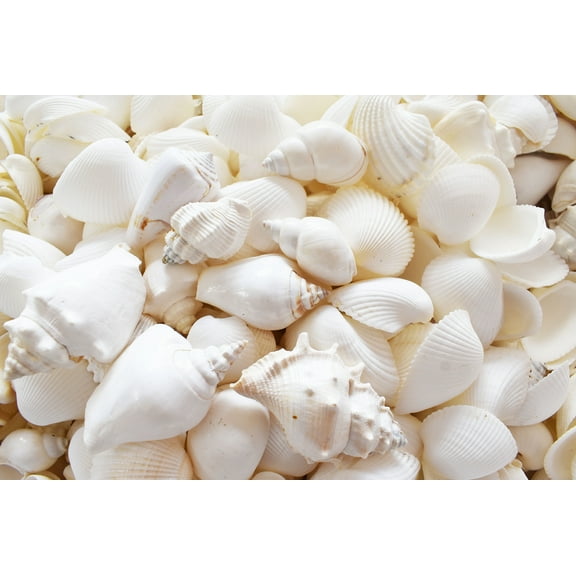 White Wedding Seashells - Large 1"-3" each (100 Shells)