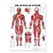 thumbnail image 2 of The Muscular System Giant Chart, 2 of 2