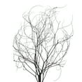 thumbnail image 2 of Vickerman 18-20" Natural Brown Skeleton Branch 3 packs (2 per pack), Dried, 2 of 5