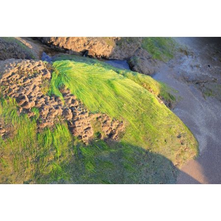 Canvas Print Marine Texture Ocean Seaweed Nature Algae Stretched Canvas 10 x 14