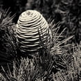 thumbnail image 2 of Horsfall, Gary 26x26 Gold Ornate Wood Framed with Double Matting Museum Art Print Titled - Spruce Cone, 2 of 4