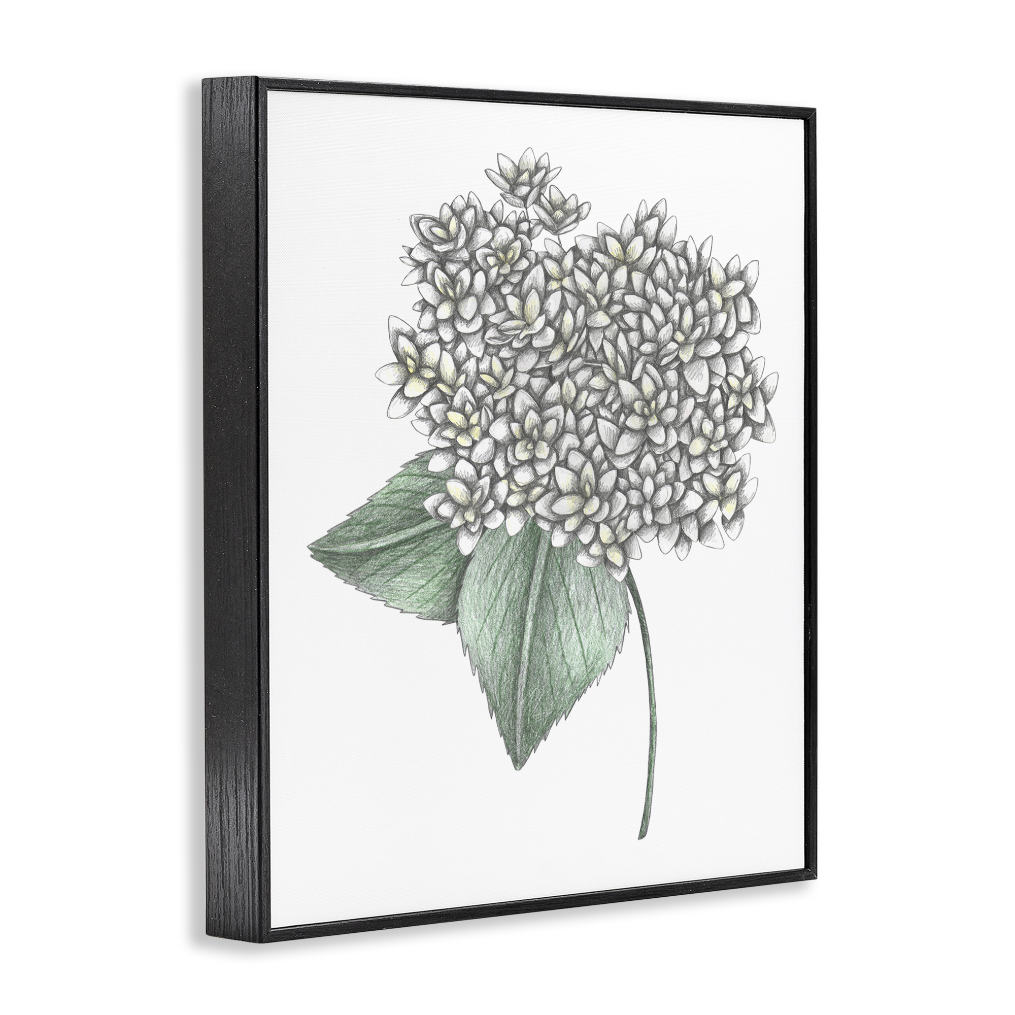 White Hydrangea Sketch Blossom Black Framed Giclee Art, design by Cecilia Battaini