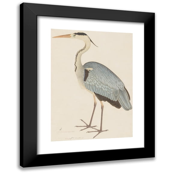 Ram Das 11x14 Black Modern Framed Museum Art Print Titled - Grey Heron (C. 1780-1782)