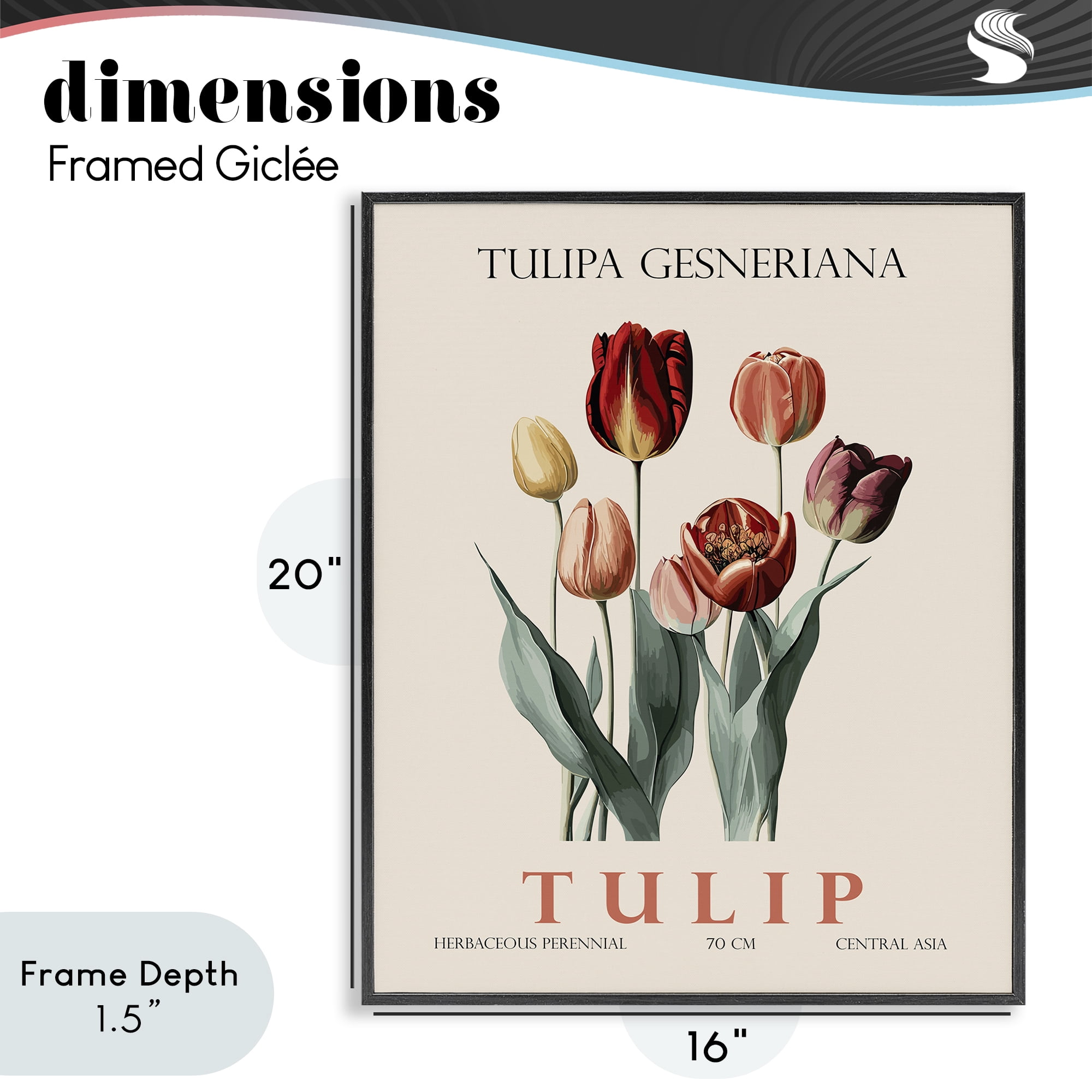 Stupell Industries Natural Tulip Bundle Black Framed Giclee Art, design by Christopher Giampietro