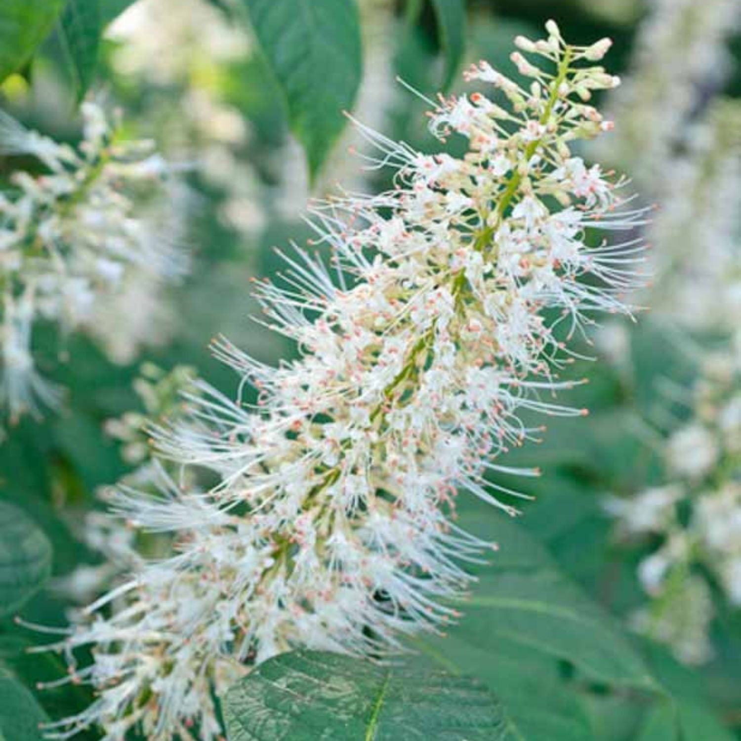 Expert Gardener 1-2' Buckeye Bottlebrush 1 gal. Grower Pot