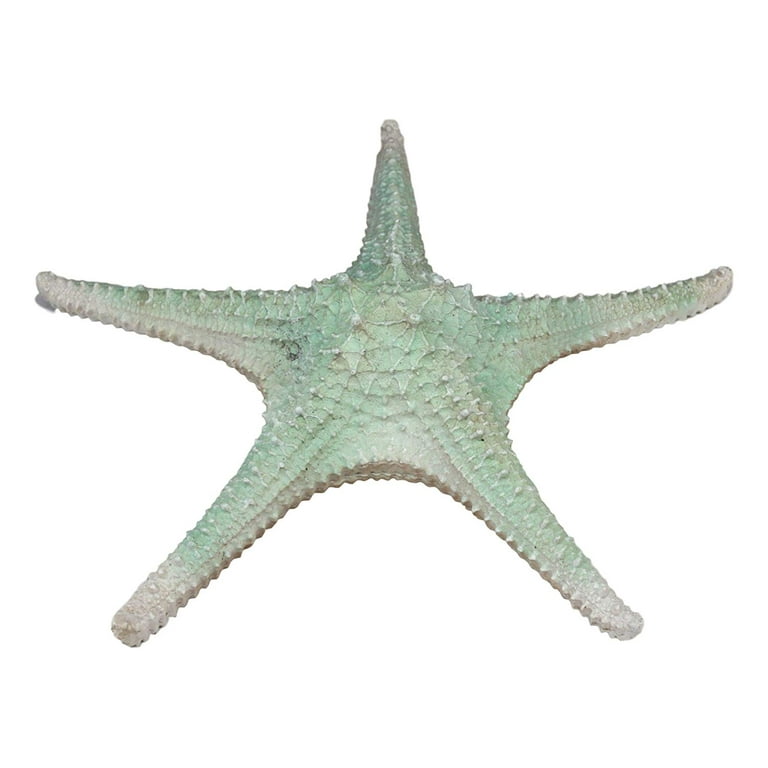 Artibetter 50 Pcs Simulation Starfish Shells for Crafts Star Fish Shells  Decorations Realistic Seahorse Simulation Sea Mini Driftwood Decor Sea  Shells