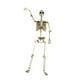 thumbnail image 4 of Escultura de terror articulada de esqueleto de Halloween con articulaciones móviles para fiestas en casa y fiestas temáticas de enseñanza de anatomía. 90 centímetros, 4 of 9