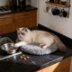 thumbnail image 4 of Almohadón redondo para cama de mascotas, para gatos y perros pequeños, 50 cm de diámetro, material suave de pelusa, lavable, liviano, base antideslizante, uso en interiores., 4 of 6