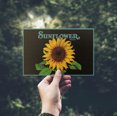 thumbnail image 2 of Sunflower Brand Crate Label (4x6 Birch Wood Postcards, 2-Pack Stationary, Rustic Home Wall Decor), 2 of 5