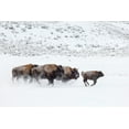 thumbnail image 2 of The Yellowstone Collection 14x11 Gold Ornate Wood Framed with Double Matting Museum Art Print Titled - Bison II, Lamar Valley, Yellowstone National Park, 2 of 4