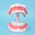 thumbnail image 3 of Modelo dental BRILLAR de cuidado bucal 15 CM Rojo Verde, 3 of 5