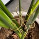 thumbnail image 5 of 6 Piezas de Soporte para Tallo de Planta, Soporte de Metal para Planta Monstera, Soporte para Tallo de Planta, Diseño Único, Juego de Abrazaderas de Bambú, 5 of 5