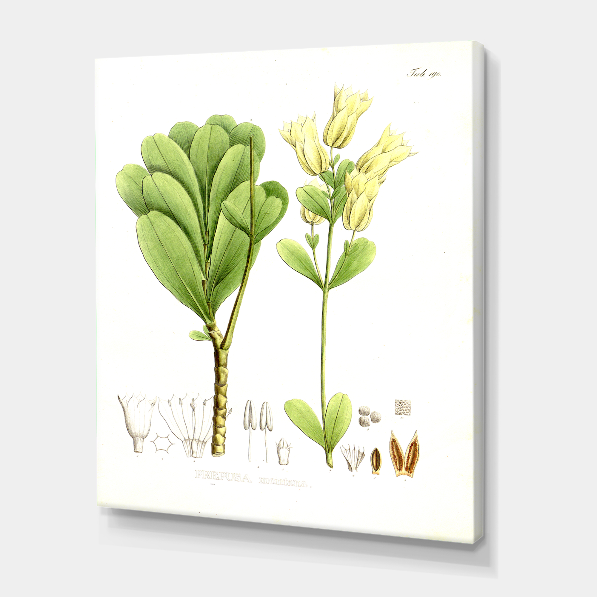 Designart ' Ancient Brazilian Plant III ' Traditional Canvas Wall Art Print