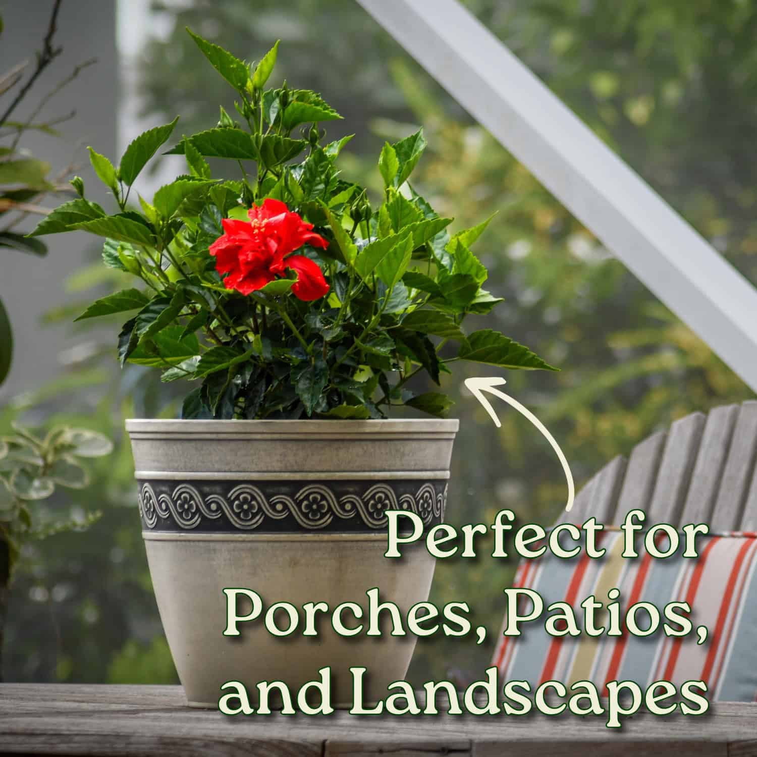Tropical Plants of Florida 24" to 28" Live Double Red Hibiscus Bush; Full Sunlight, Outdoor Plant