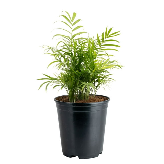 Costa Farms 14" Tall Neanthebella Parlor Palm Live House Plants in 5" Grower Pot