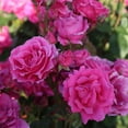 thumbnail image 3 of Heirloom Roses - Countryman Hardy Rose Bush - Pink Flowers For Garden, 3 of 9