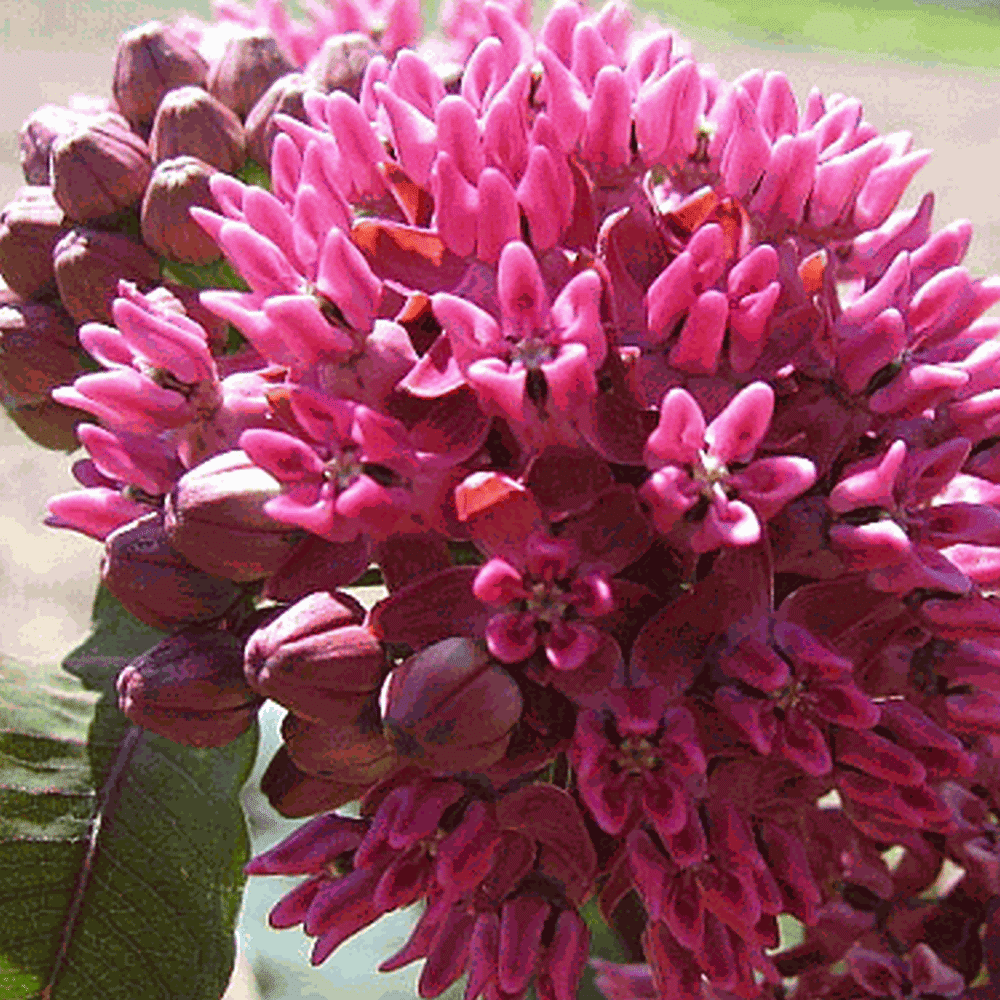 Everwilde Farms 10 Purple Milkweed Native Wildflower Seeds Gold Vault Jumbo Bulk Seed Packet
