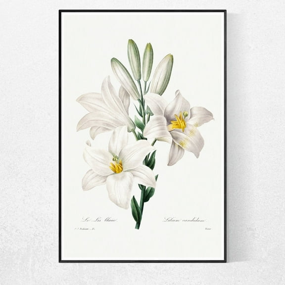 PRINTABLE WALL ART "Madonna Lily" Flower Poster, Wall Decor, Home Decor, Digital Art, Printable Art, Botanical Print,Painting art, restaurant wall decoration ideas, frameless 8X10 inch