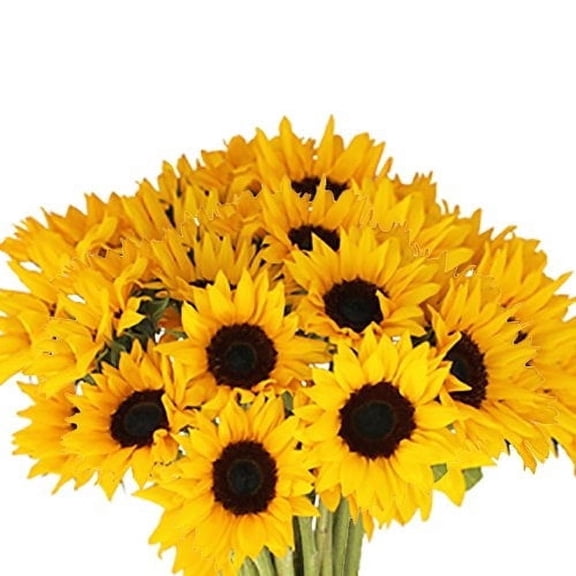 Kabloom Fall Collection Bulk 50 Yellow Sunflowers Cut Flowers