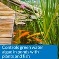 thumbnail image 3 of PondCare Microbial Algae Clean Freshwater Fish Organic Sludge, 64 oz, 3 of 5