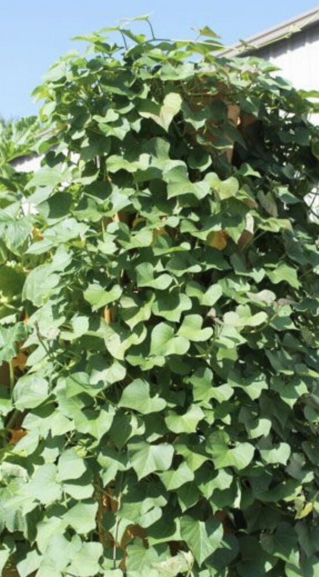 10 Rooted Sweet Potato Slips Cutting Vines Ready To Plant - Walmart.com