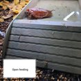 thumbnail image 3 of Methold Lavabo de baño de animales para reptiles pequeños, tazón de bañera lavable portátil, rampa de escalada, de agua, bandeja para Alimentadores automáticos de peces Color de madera al azar, 3 of 6