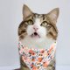 thumbnail image 3 of Collar de perro con pajarita, suave y cómodo, collar de perro lindo ajustable con pajarita desmontable, 3 of 5