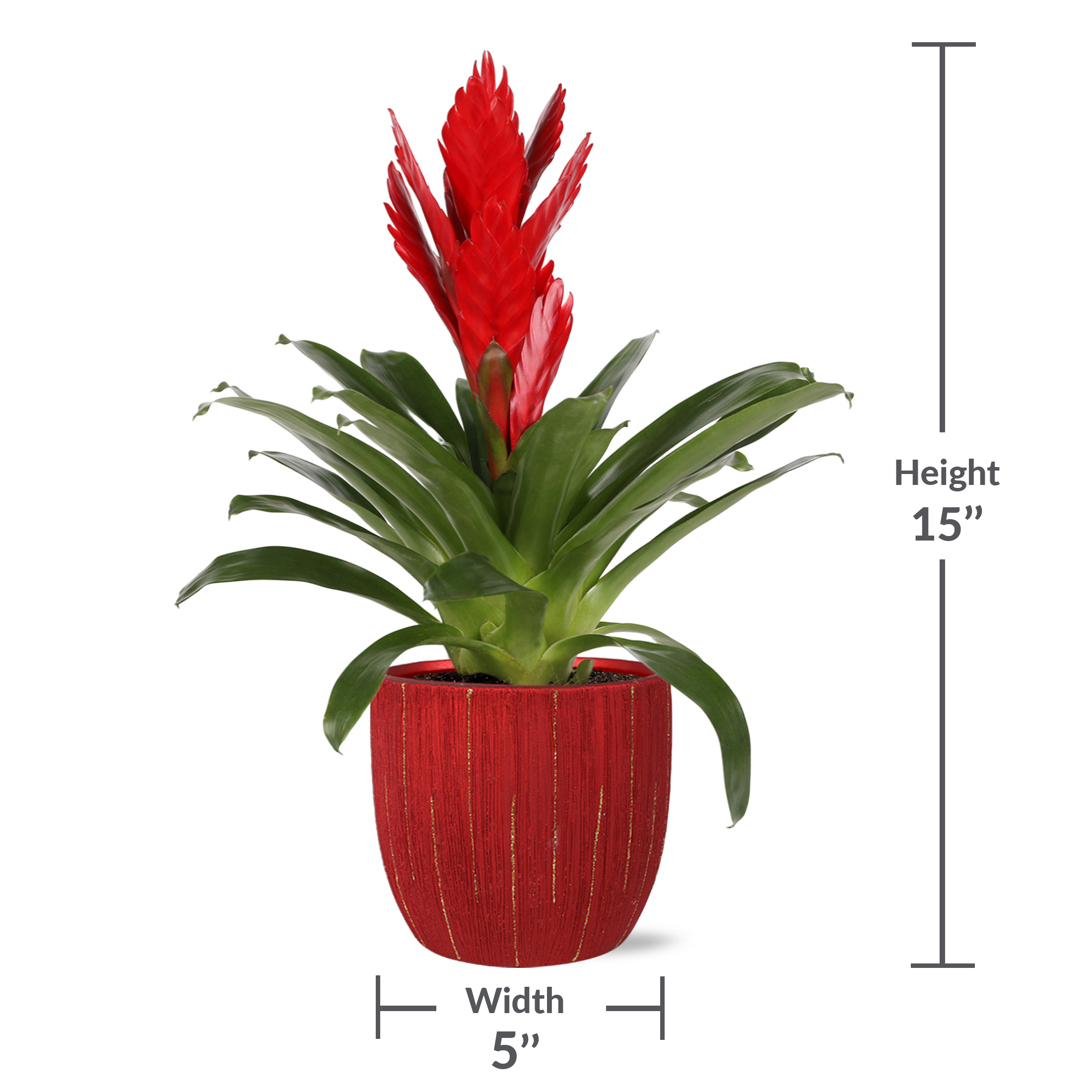 Just Add Ice 15" Tall Red Vriesea Bromeliad in 5" Red Ceramic Pot, Live Plant, Indirect Light, Indoor House Plant - image 4 of 5