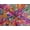 Multi, variant on Minerva Cotton Batik Fabric Multi - per yard