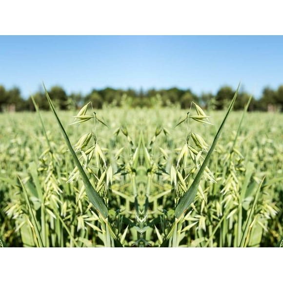 Oat Grass Seeds