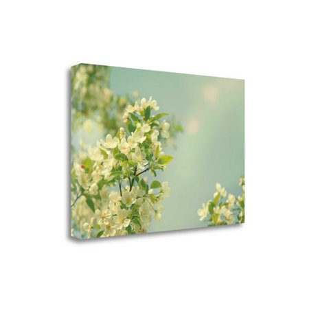 Spring Beauty I' by Sue Schlabach Photographic Print on Wrapped Canvas
