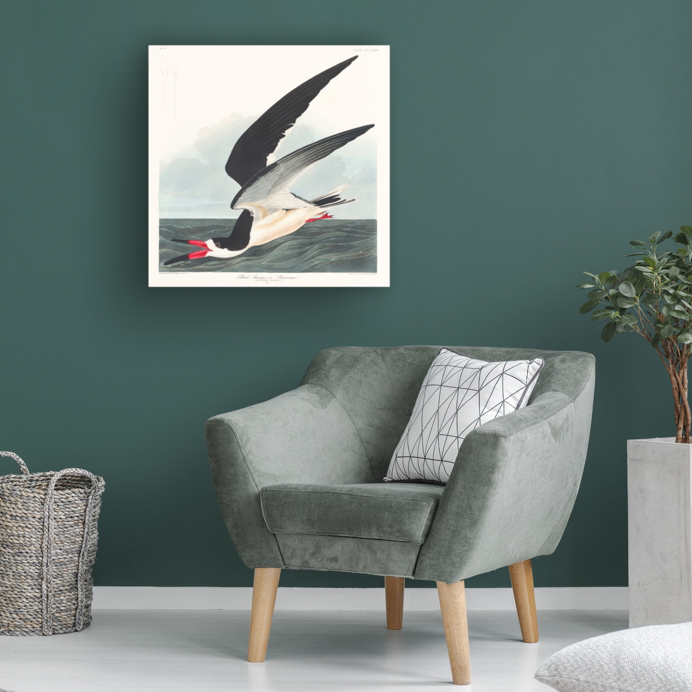Trademark Fine Art Pictufy   Black Skimmer From Birds of America 1827 Canvas Wall Art