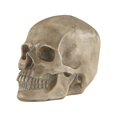 thumbnail image 1 of Crâne de Knell, 1 of 1