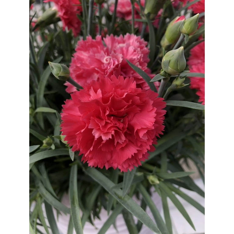 Yellow Dianthus Caryophyllus