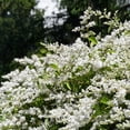 thumbnail image 5 of SINENSE LIGUSTRUM, 5 of 6