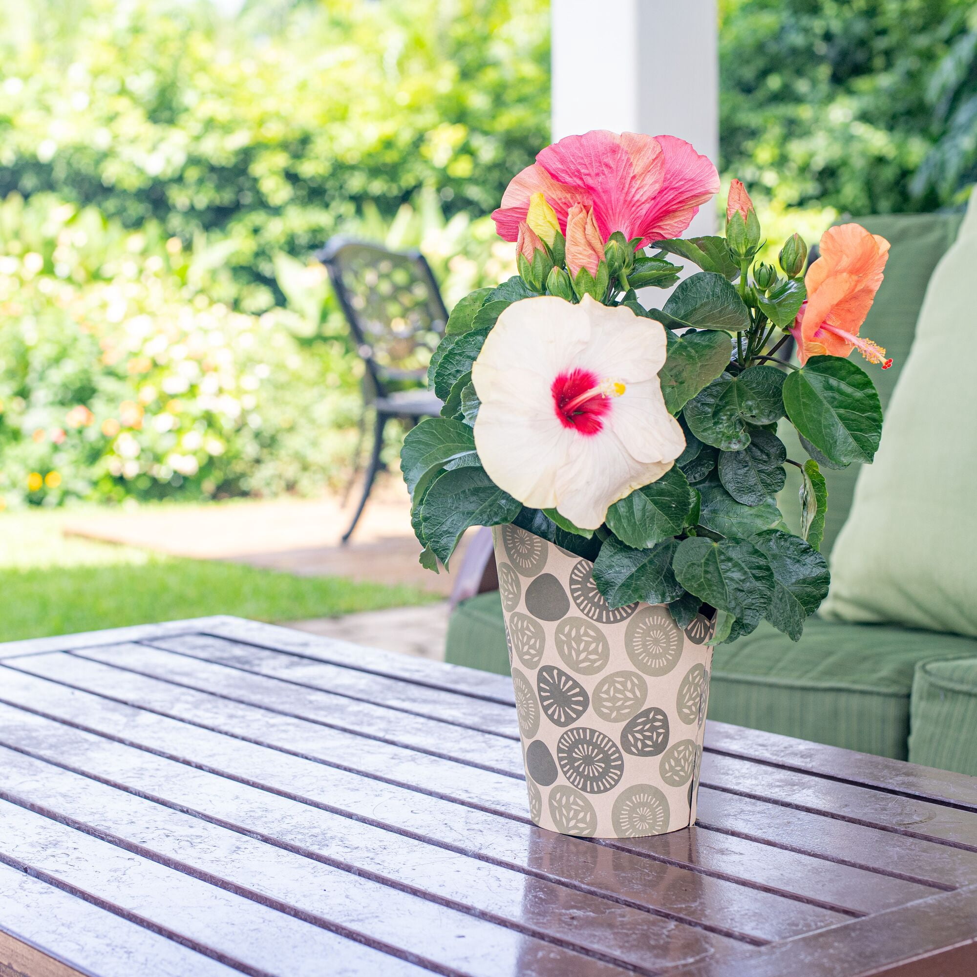Island Blooms Live Indoor 14in. Tall Hibiscus Plant in 5in. Grower's pot