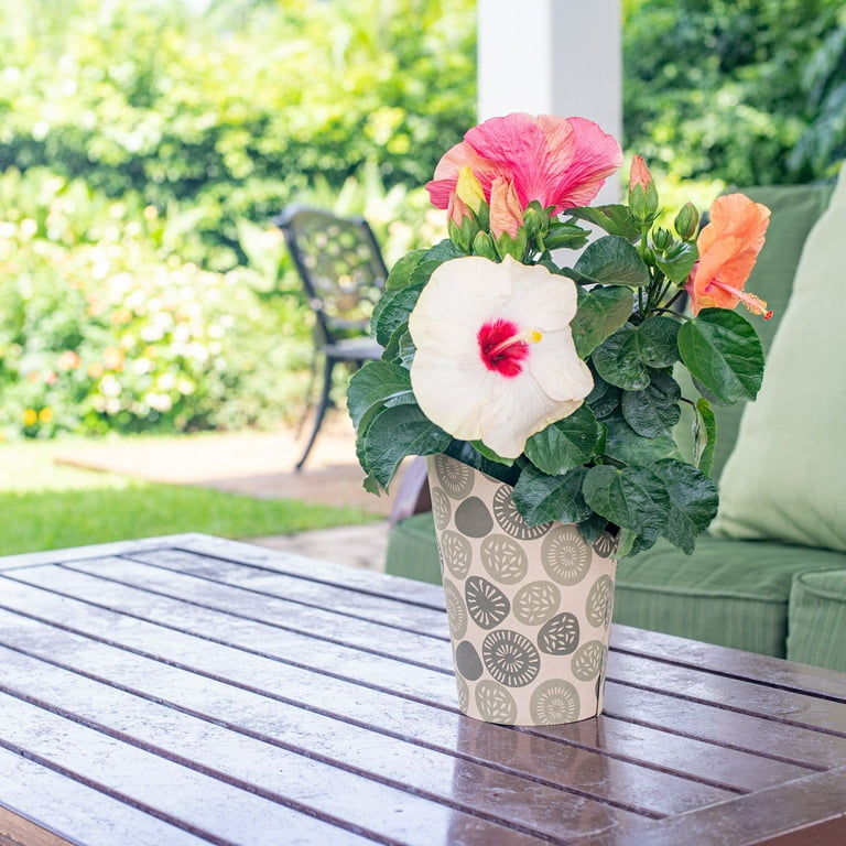 Island Blooms Live Indoor 14in. Tall Hibiscus Plant in 5in. Grower's pot