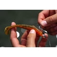 thumbnail image 3 of 6th Sense – Treble Head Line-Thru Jig Head for Swimbaits, Screw Lock Line Through Design for Treble Hooks, 3 of 5