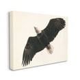 thumbnail image 3 of Stupell Industries Eagle Flying Overhead Vintage Bird Sepia Tone Photography, 20 x 16,Design by Nancy Crowell, 3 of 5