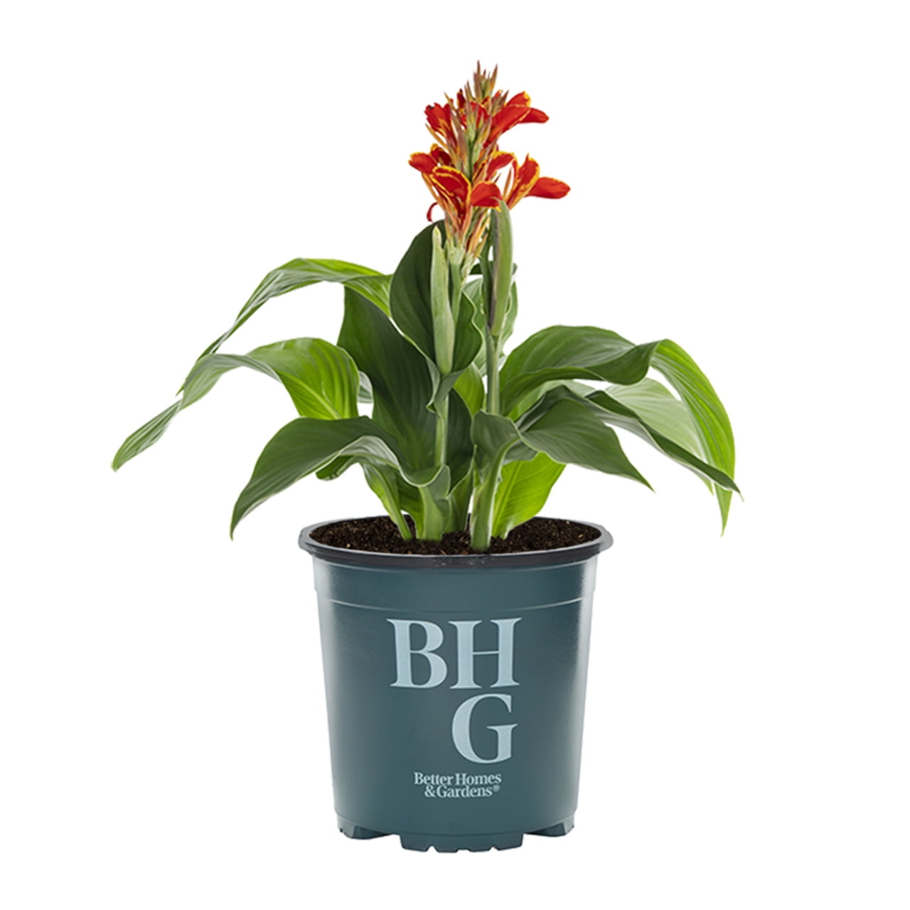 Better Homes & Gardens 2.5QT Multicolor Canna Lily Live Annual Plant Sun 3-Pack