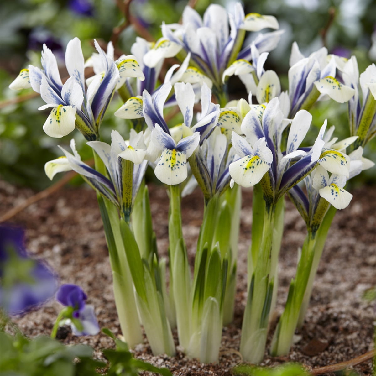 Hot 2 Iris Roots Bulbs Beautiful Gifts For Garden Long Blooming Elegant Flowers 