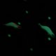 thumbnail image 3 of Señuelo de pesca luminoso, cebo, anzuelo suave, Kit de cebo para gambas para pesca nocturna (7 uds), 3 of 5