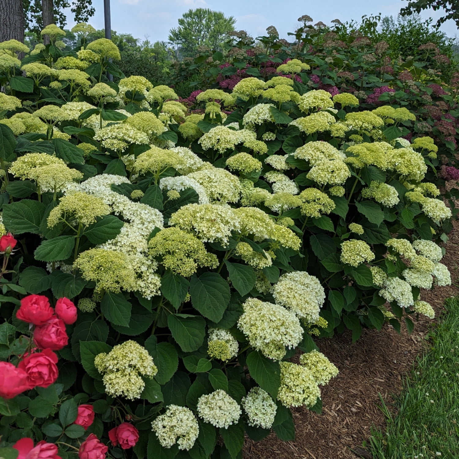 Proven Winners ColorChoice 6" White Incrediball Storm Proof Smooth Hydrangea Live Plant in 7.5" Pot