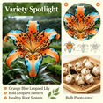 thumbnail image 3 of Lily Bulbs,Low Maintenance - Easy Grow - Ideal For Beds Borders, Plant Pots & Planters, 3 of 5