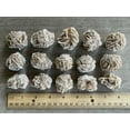thumbnail image 6 of Desert Rose Selenite, 1.25-1.5 Inch Desert Gypsum Rose, 6 of 11