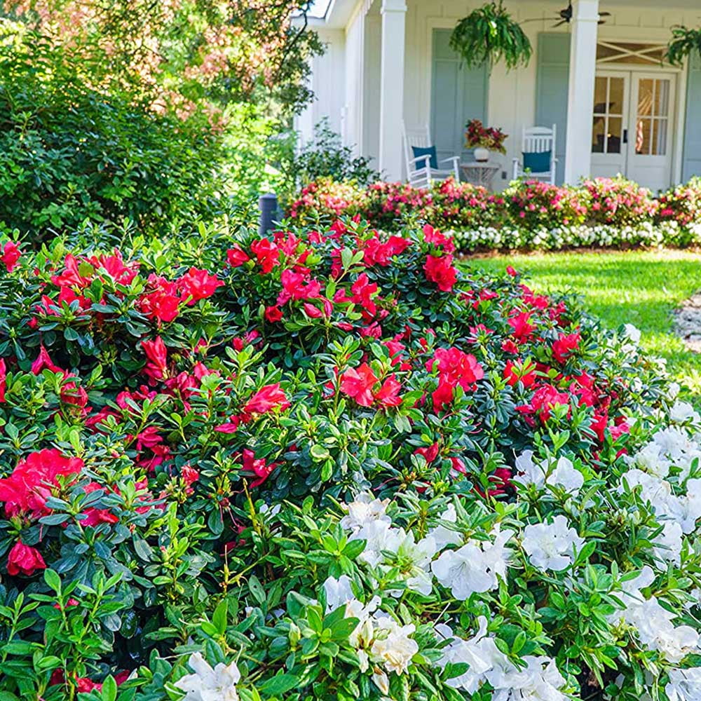 Encore Azalea Autumn Bonfire 1 Gallon Red Flowering Shrub Full Sun Live Outdoor Plant Walmart