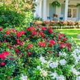 thumbnail image 4 of Encore Azalea Autumn Bonfire (1 Gallon) Red Flowering Shrub - Full Sun Live Outdoor Plant, 4 of 13