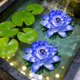 thumbnail image 5 of Floating Foam Lotus Flowers with Leaves, Artificial Water Lilies for Pond Pool Decor, Realistic Fake Lotus Flowers for Garden Water Feature, Outdoor Pond Decorations, Water Garden Accents, 5 of 6